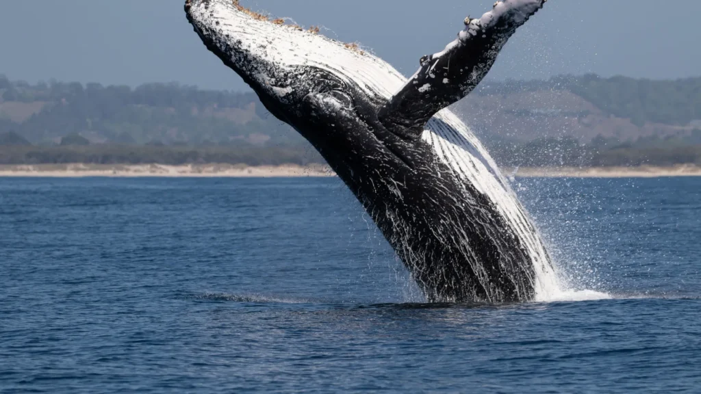 Ballena joromada isla samana