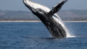 Ballena joromada isla samana