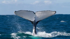 Ballena joromada isla samana