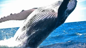 Ballena joromada isla samana