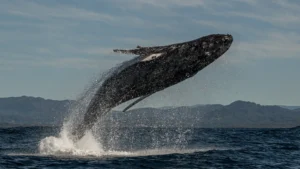 Ballena joromada isla samana