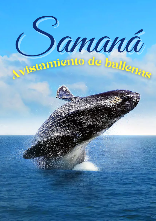 Avistamiento de ballenas en Samana